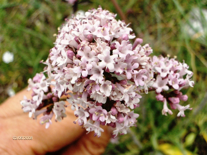 Valeriana tuberosa / Valeriana tuberosa